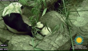 Les premiers pas de Bei Bei, le bébé panda du zoo de Washington