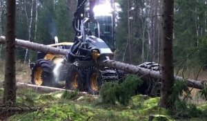 Une impressionnante machine pour abattre et couper des arbres