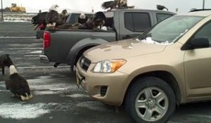 Des dizaines d'aigles à l'assaut d'un pick-up sur un parking... Impressionnant