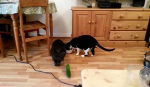 Hilarant : Des chats terrorisés par des concombres