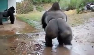 Un Gorille profite de la Pluie pour se faire un petit Shampoing