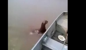 Une loutre grimpe sur un bateau de pêche pour se nourrir