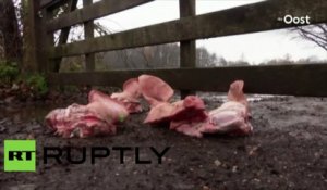 «Bienvenus en enfer» – des réfugiés accueillis par des têtes de porc aux Pays-Bas (