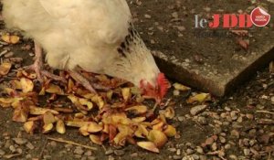 Des poules pour réduire les déchets