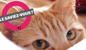 Le Chat Renard Tout Savoir Sur Cette Nouvelle Race Sur Orange Videos