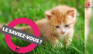 Le Chat Renard Tout Savoir Sur Cette Nouvelle Race Sur Orange Videos