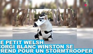 Le petit Welsh Corgi blanc Winston se prend pour un Stormtrooper ! L'histoire tout de suite dans la minute chien #53