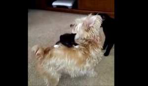 Un chaton fait du rodéo sur un chien....