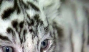 Chine : cinq bébés tigres blancs montrés au public dans un zoo du Yunnan