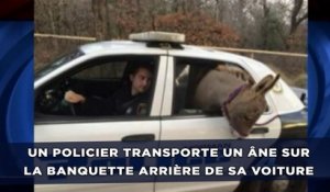 Un officier transporte un âne sur la banquette arrière d'une voiture de police