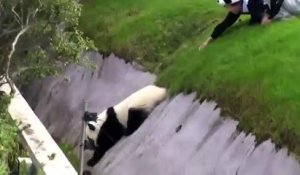 Une panda géant adorable mais très empoté joue au cascadeur