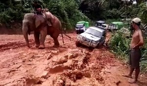 Un éléphant dépanne un 4x4 embourbé