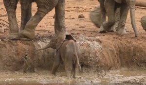 Des éléphants aident une maman à sauver son bébé !