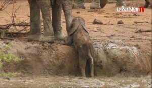 Afrique du Sud : un groupe d’éléphants sauve un éléphanteau