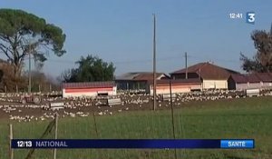 La grippe aviaire de retour dans les Landes