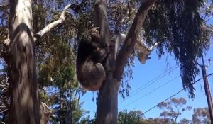 Ce koala pleure après avoir été viré de son arbre