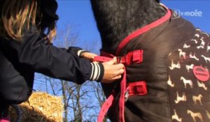 Cavalcades : Transport du cheval