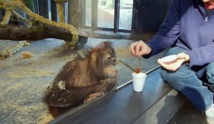 Singe mort de rire après un tour de magie