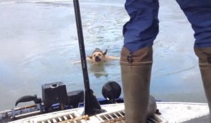 Sauvetage d'un chien coincé dans l'eau gelée de la Volga