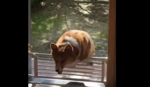 Ce gros chien est condamné à rester dehors. Impossible de sauter le portillon