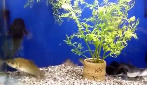 Des poissons qui ne sont clairement pas de bons amis