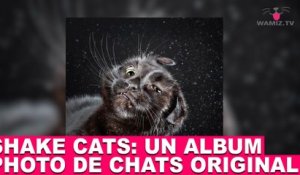 "Shake Cats": un album photo de chats original! Aujourd'hui dans la minute chat #70