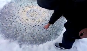 Une forme très bizarre trouvée sur un lac gelé