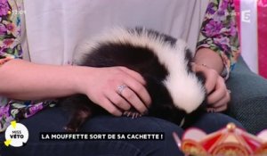 La mouffette sort de sa cachette !