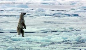 Un ours polaire affamé surprend un phoque sur la banquise arctique