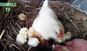 Une maman poule montre à ses petits poussins comment picorer... Petite leçon!