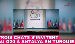 Trois chats s'invitent au G20 à Antalya en Turquie ! À découvrir tout de suite dans la minute chat #75