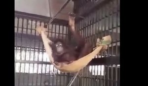 Une femelle orang-outan se fait un hamac