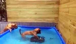 Ces chiens surentrainés trouvent quelque chose dans la piscine. Leur réaction est totalement inattendue !