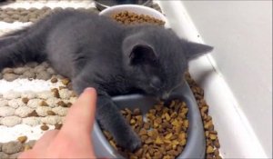 Dur de rester éveillé à table après les fêtes! Pauvre chat