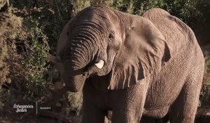 La rencontre avec les éléphants de Namibie - Echappées Belles
