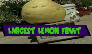 World Largest Lemon Fruit  Ever