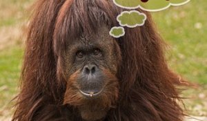 [VIP] Apprendre l’anglais aux orangs-outans ? So easy !