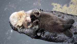 Un Bebe Loutre Dort Sur Le Ventre De Sa Mere Sur Orange Videos