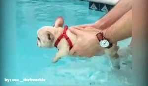 Ce bulldog français est le roi de la piscine!