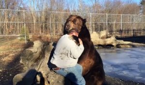 Un ours de 680 kilos joue avec son soigneur