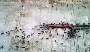 Des fourmis contre un mille-pattes