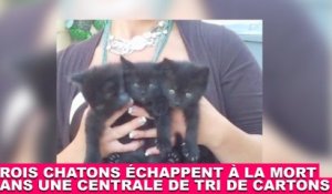 Trois chatons échappent à la mort dans une centrale de tri de cartons. À suivre dans la minute chat #103