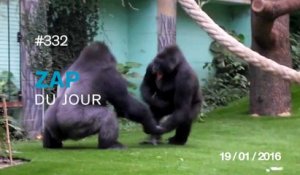 ZAP DU JOUR #332 : Deux gorilles se battent dans un zoo !