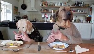 Deux chiens se font servir le diner