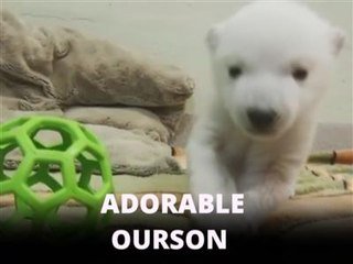 Trop Mignon Un Ourson Polaire Fait Ses Premiers Pas Sur Orange Videos