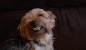 Des chiens qui sourient à la caméra - Compilation d'animaux hilarants