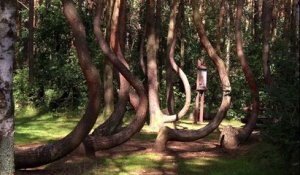 Une forêt étrange aux arbres tordus - Krzywy Las