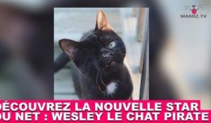 Découvrez la nouvelle star du net : Wesley le chat pirate ! Tout de suite dans la minute chat #111