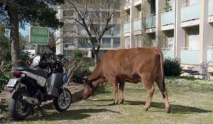 La Vache - Bande annonce officielle HD [HD, 720p]