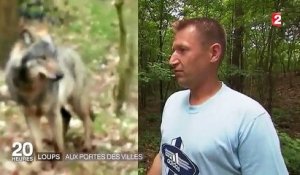 L'Allemagne face à une recrudescence de loups